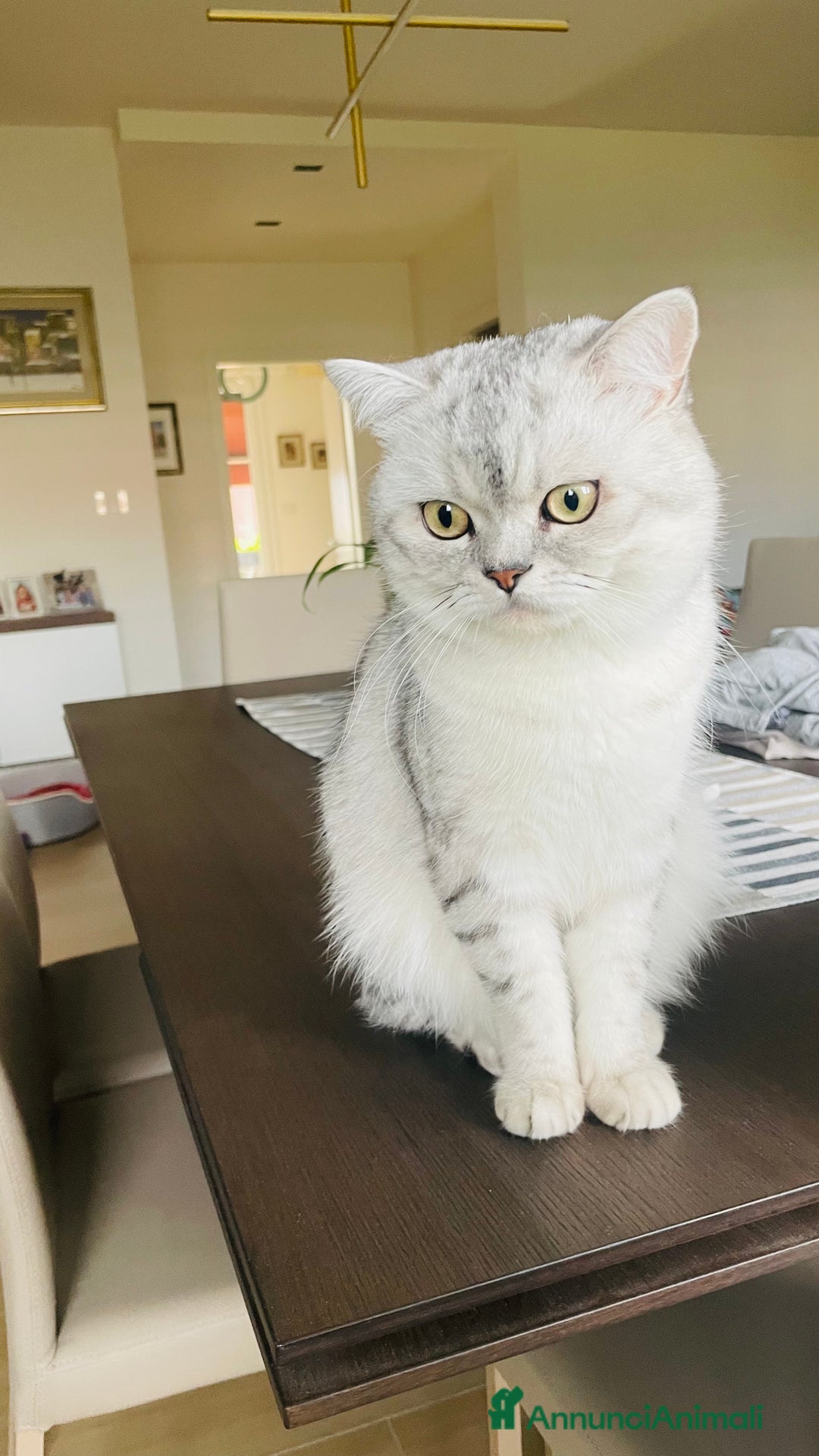 Scottish gatti per accoppiamento: Annuncio per accoppiamento  - Immagine 3