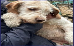 Meticcio cani in regalo: SPIGA tenera spinoncina di 3 anni circa a Città Metropolitana di Torino - Immagine 7