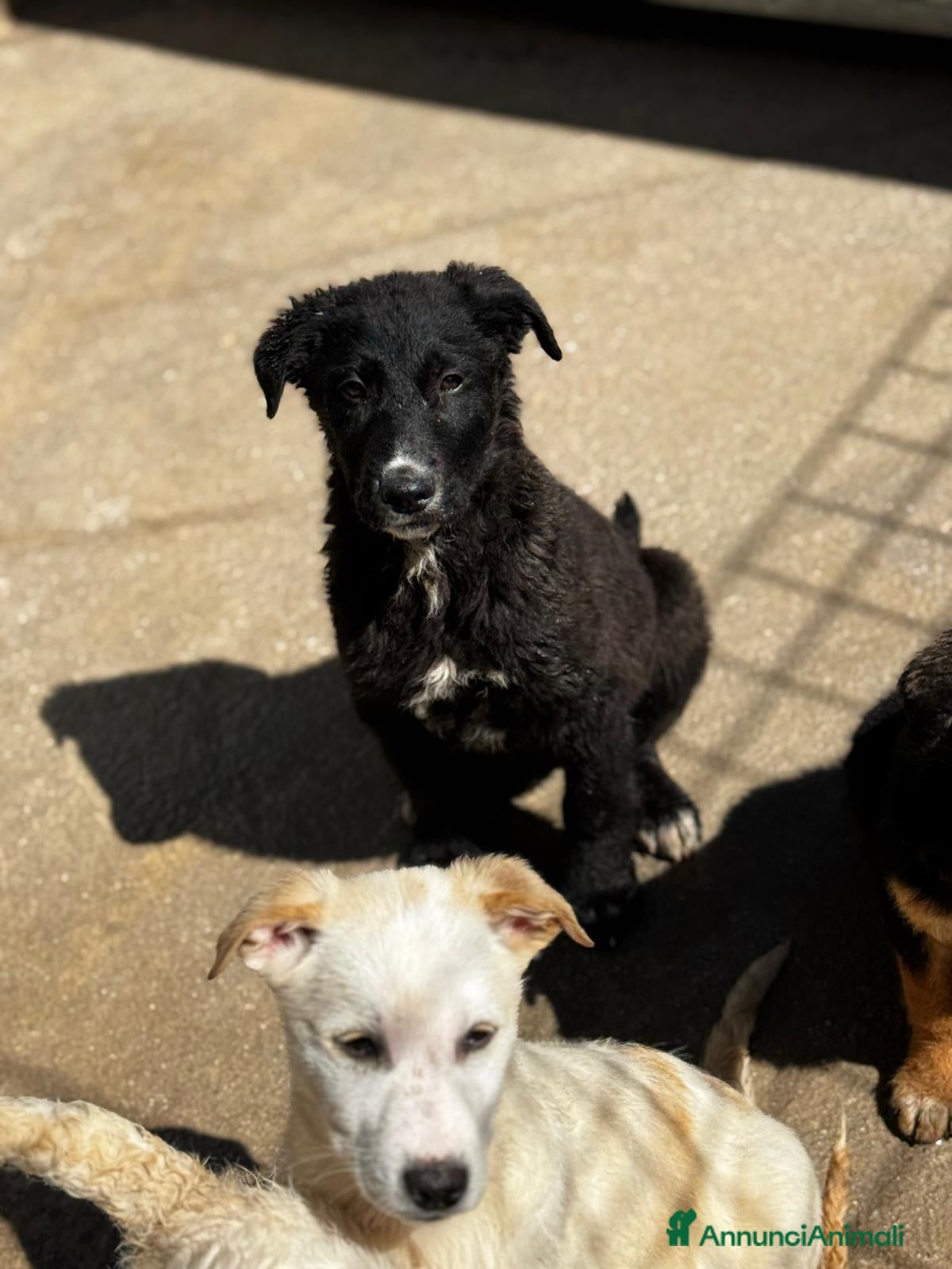 Meticcio cani Rolly cucciola taglia medio grande  - Annuncio 21