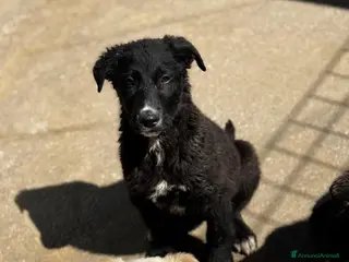 Meticcio cani Rolly cucciola taglia medio grande - Annuncio 21