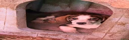 Meticcio cani in regalo: FRODO, affettuoso cucciolo TG PICCOLA vi aspetta! - Annuncio 5