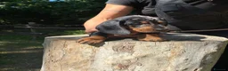 Bassotto cani in vendita: arlecchino silver - Annuncio 4