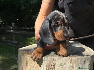 Bassotto cani arlecchino silver - Annuncio 19