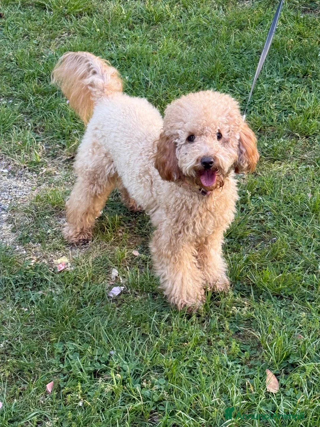 Barboncino cani in vendita: Barboncino  a Provincia di Vercelli - Annuncio 1
