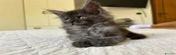 Maine Coon gatti in vendita: Maine Coon cucciolo pedigree ANFI - Annuncio 15