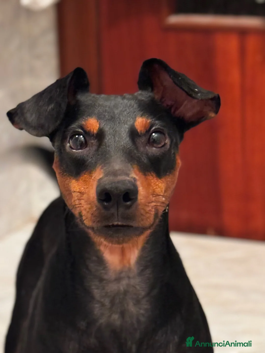Pinscher Miniatura cani in regalo: Pinscher nano in affido - Annuncio 2