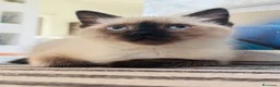 Siamese gatti in vendita: Siamese seal point - Annuncio 4