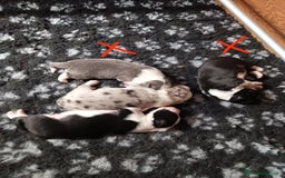 Border Collie cani in vendita: Cuccioli Border Collie a Città Metropolitana di Torino - Immagine 3