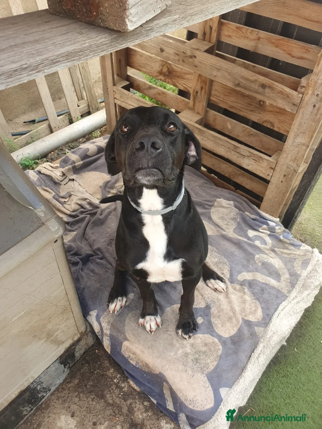 Meticcio cani in regalo: BENNY 💙 il cane che non ha smesso di aspettare a Provincia di Modena - Annuncio 6