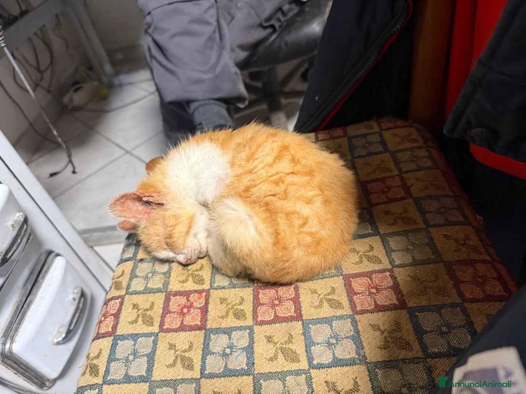 Europeo gatti in regalo: Gattini rossi trovatelli  - Annuncio 7