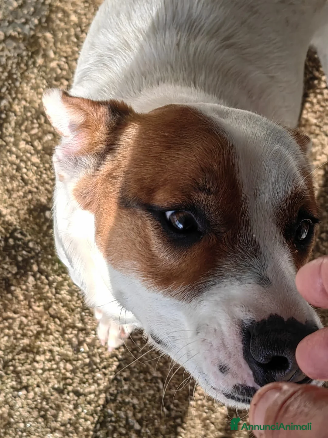 Meticcio cani in regalo: Loky: 10 mesi, taglia contenuta, socievole  - Annuncio 12