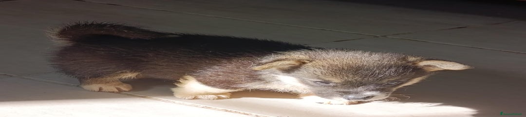 Corgi Pembroke Cucciolo 2
