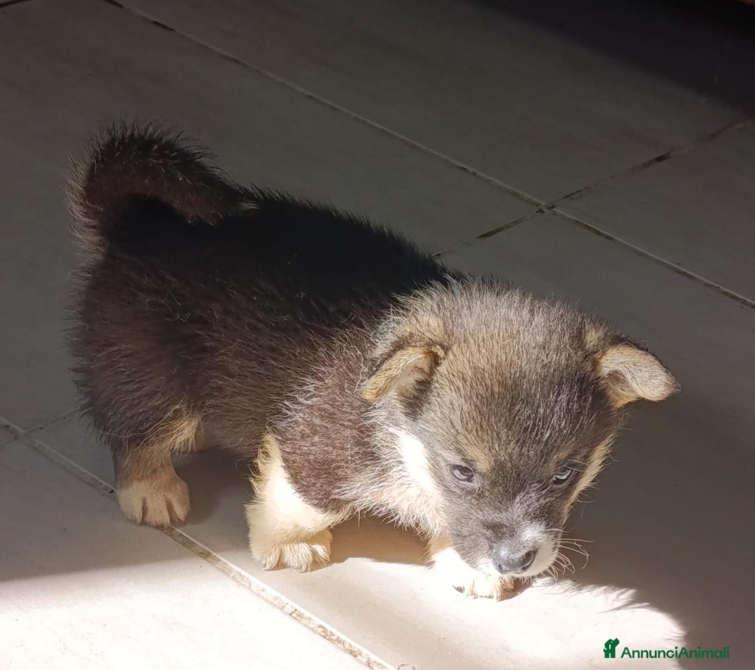 Corgi Pembroke cani in vendita: Corgi Pembroke  a Provincia di Pavia - Immagine 4