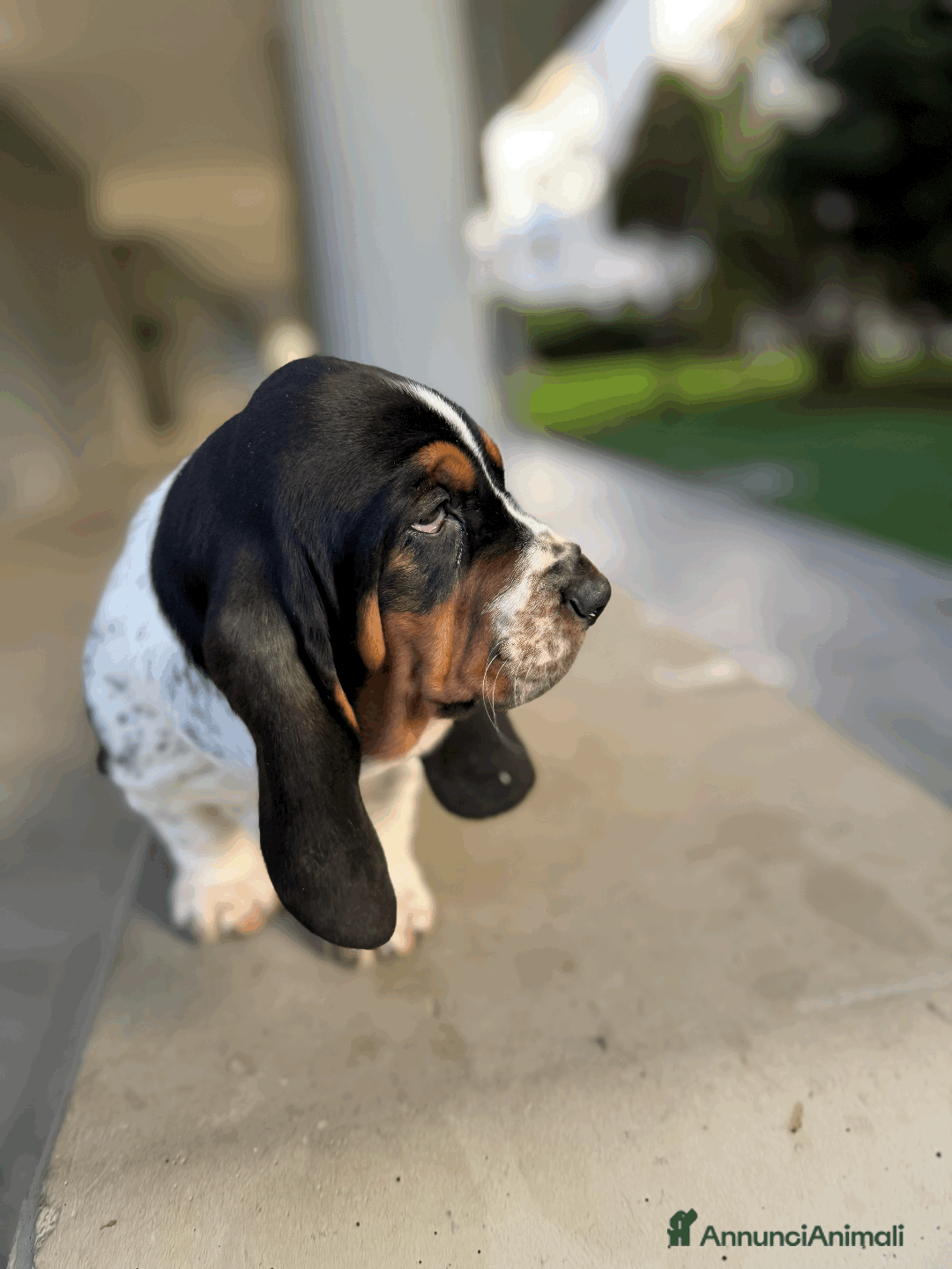 Bassethound cani in vendita: Cuccioli di Bassethound - Annuncio 2