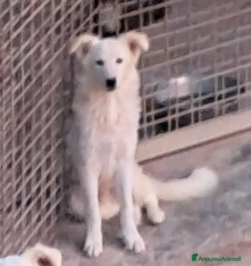 Border Collie cani DAVID simil boarder collie - Annuncio 2