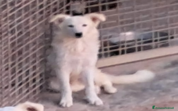 Border Collie cani in regalo: DAVID simil boarder collie - Immagine 1