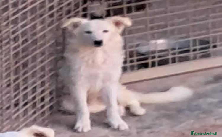 Border Collie cani DAVID simil boarder collie - Annuncio 1