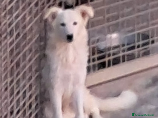 Border Collie cani DAVID simil boarder collie - Annuncio 1