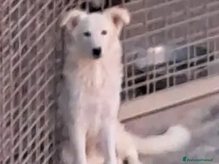 Border Collie cani DAVID simil boarder collie - Annuncio 15