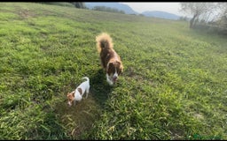 Australian Shepherd cani per accoppiamento: Pastore australiano per monta a Provincia di Frosinone - Immagine 3