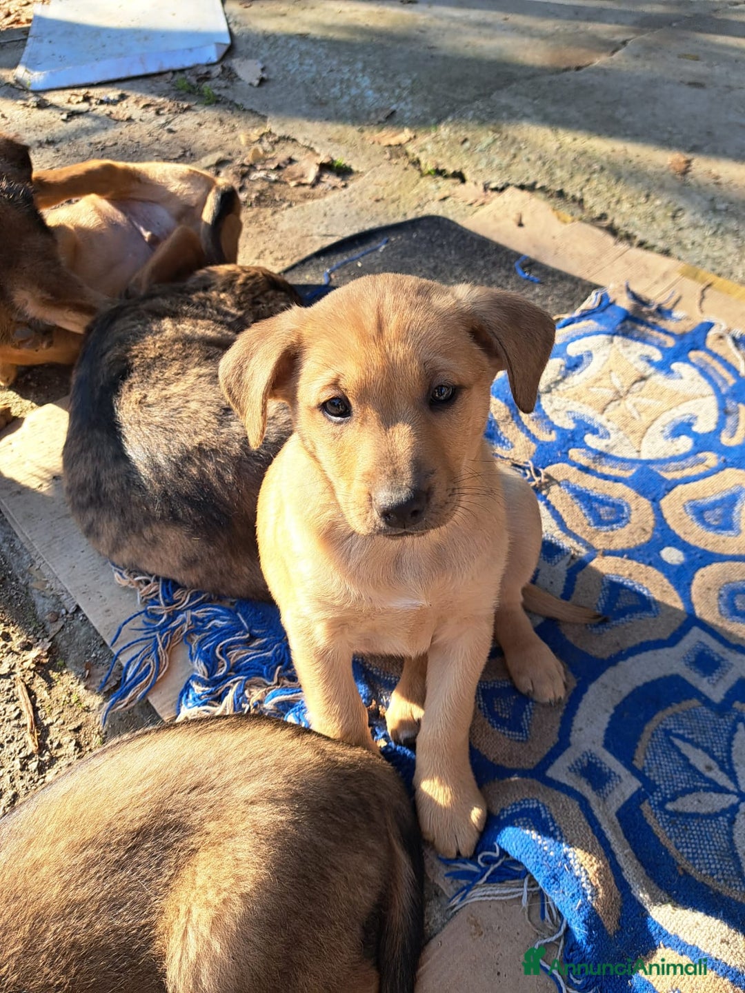 Meticcio cani in regalo: Si regalano i cagnolini  - Annuncio 6