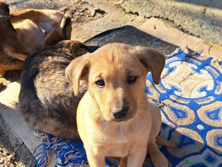 Meticcio cani Si regalano i cagnolini - Annuncio 33