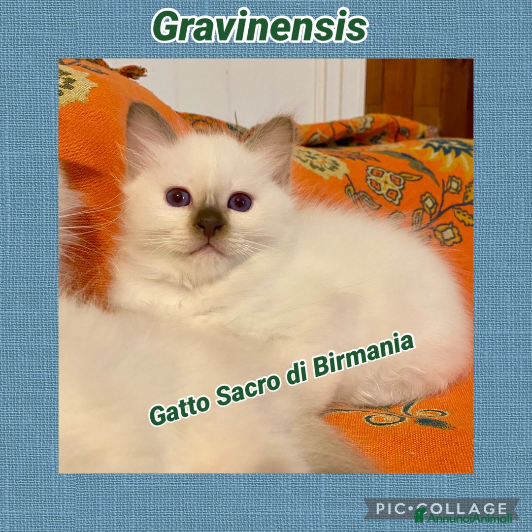 Sacro di Birmania gatti in vendita: Disponibili cuccioli Birmani – alleva enfi wcf - Annuncio 2