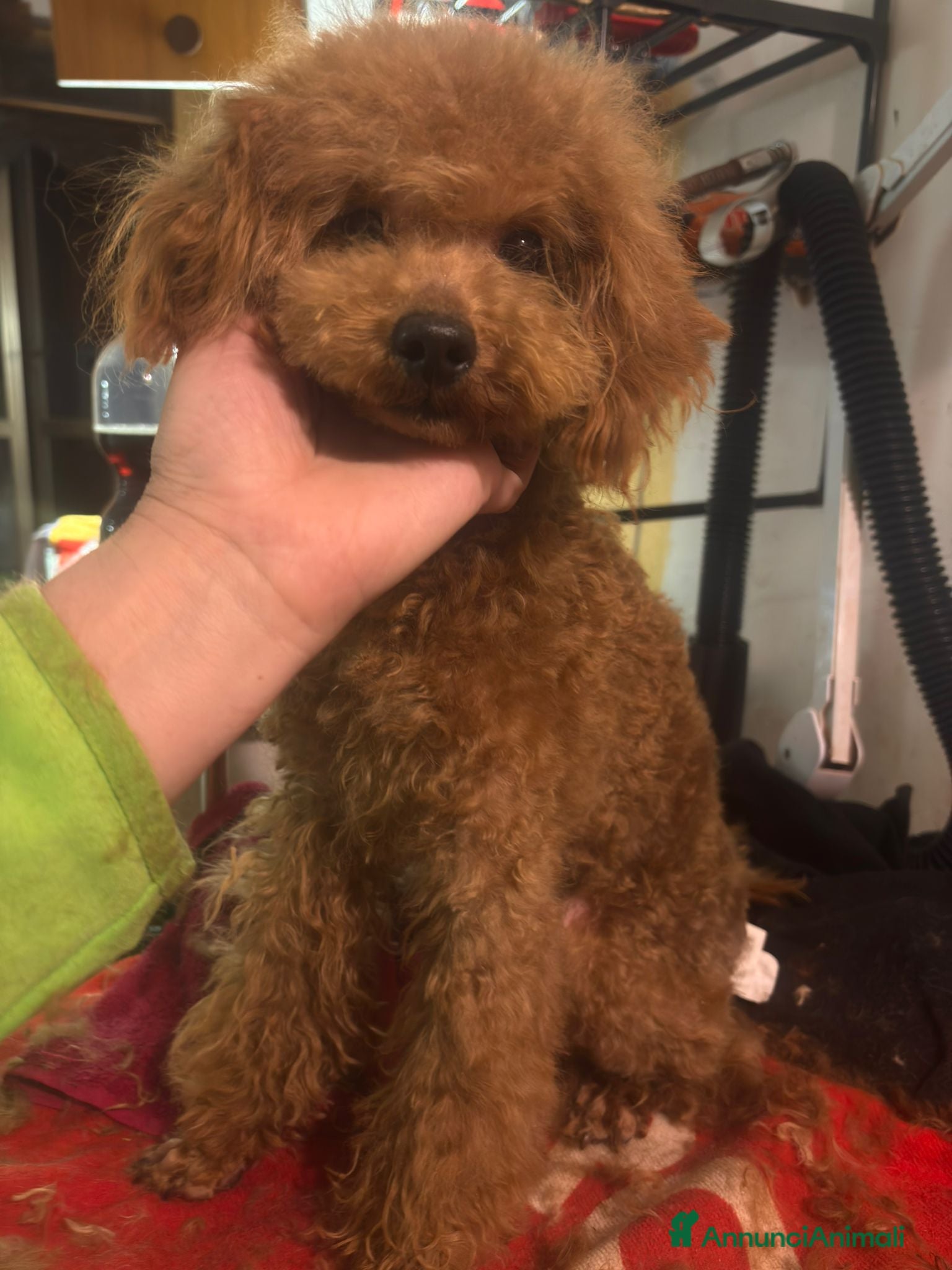 Barboncino cani Barboncino piccolo Nano fulvo - Annuncio 1