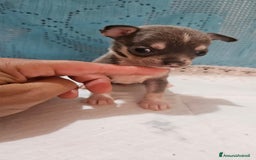 Chihuahua cani in vendita: Chihuahua da Allevamento Cucciolisole  a Provincia di Pisa - Immagine 11