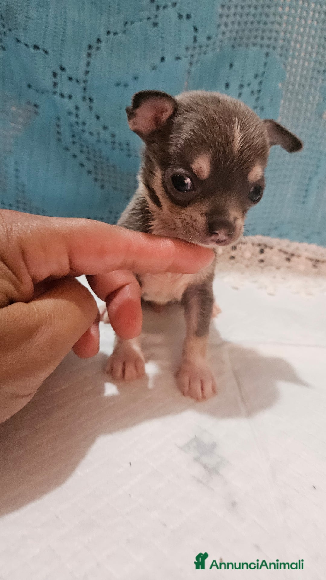 Chihuahua cani in vendita: Chihuahua da Allevamento Cucciolisole  a Provincia di Pisa - Immagine 11