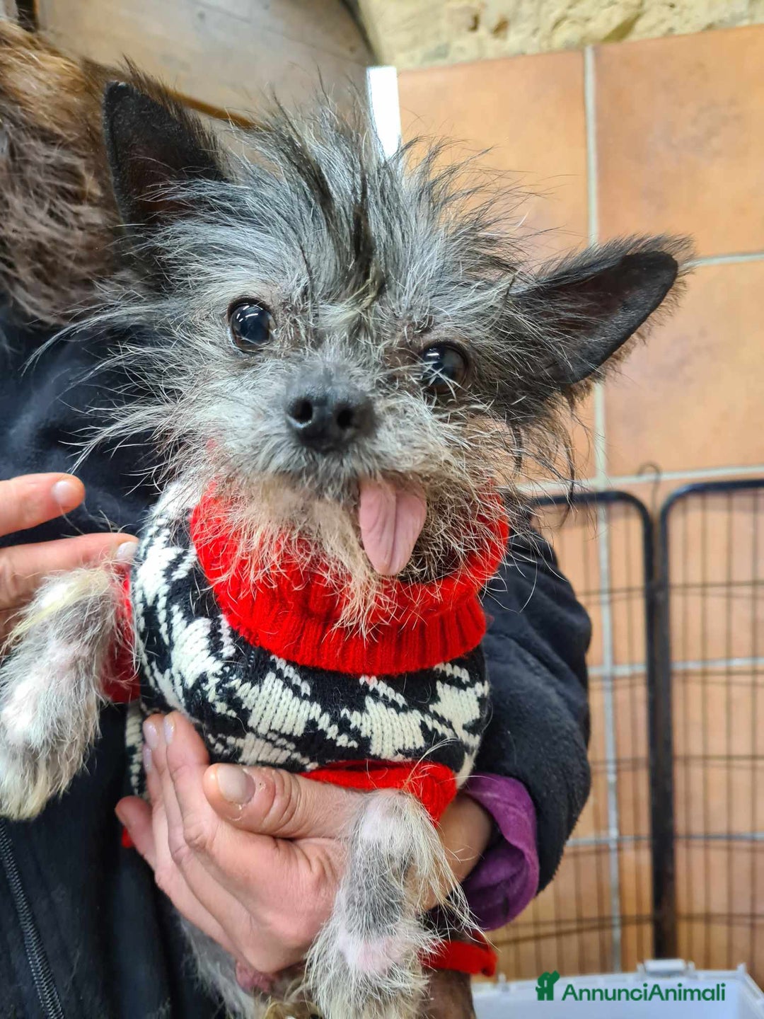Altre razze cani in regalo: LAMPONE & MIRTILLO, mini CANI NUDI CINESI fifoni! a Città Metropolitana di Firenze - Immagine 7