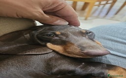 Bassotto cani in vendita: Bassotto maschio  kaninken 3 mesi e mezzo - Immagine 3