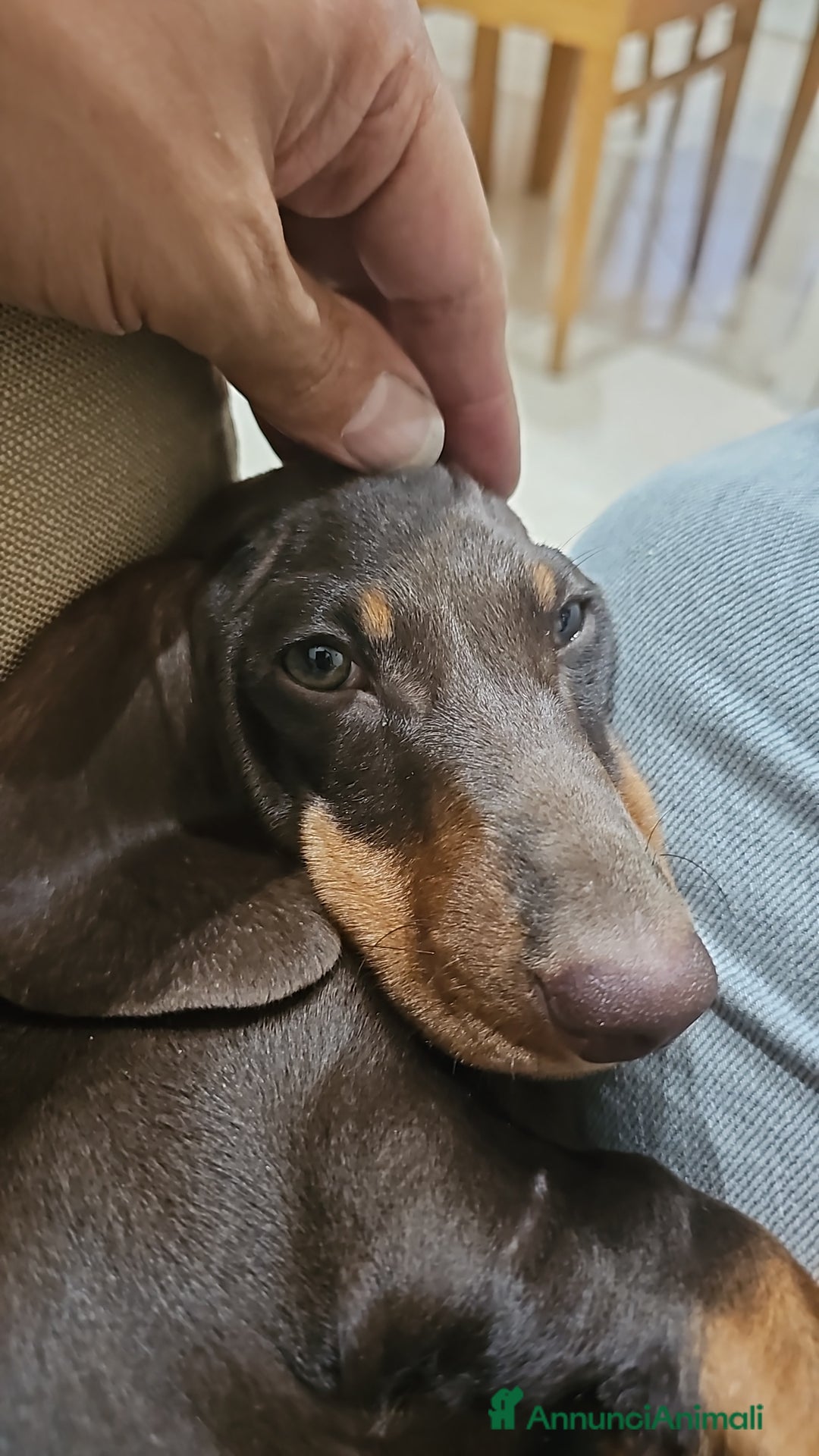 Bassotto cani in vendita: Bassotto maschio  kaninken 3 mesi e mezzo - Immagine 3