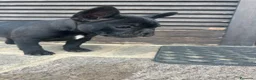 Bulldog Francese cani in vendita: bulldog francese nero cani animali  - Annuncio 8