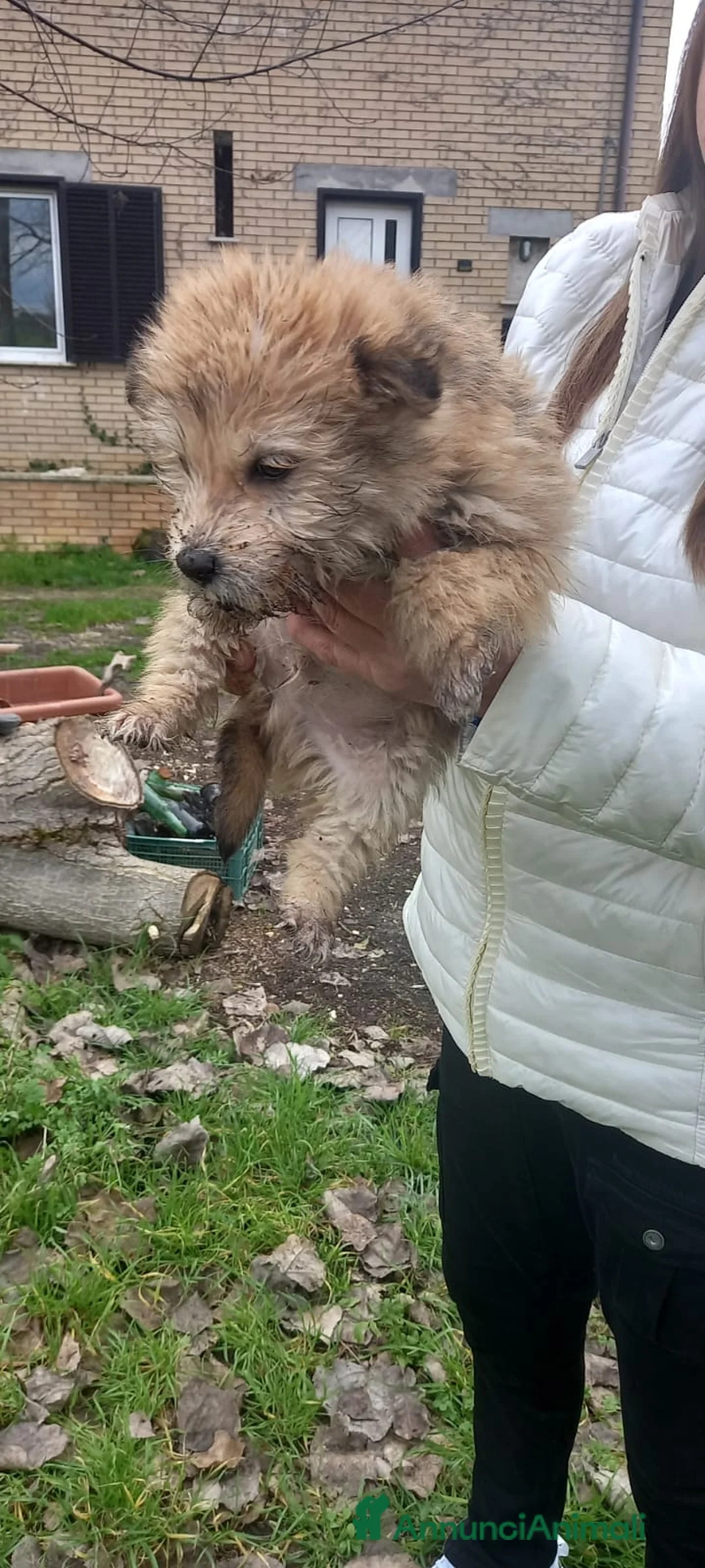 Meticcio cani in regalo: Cuccioli - Annuncio 5