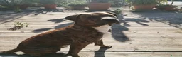 Meticcio cani in regalo: AZLAN mix cane corso 4 anni cerca casa in adozione - Annuncio 5