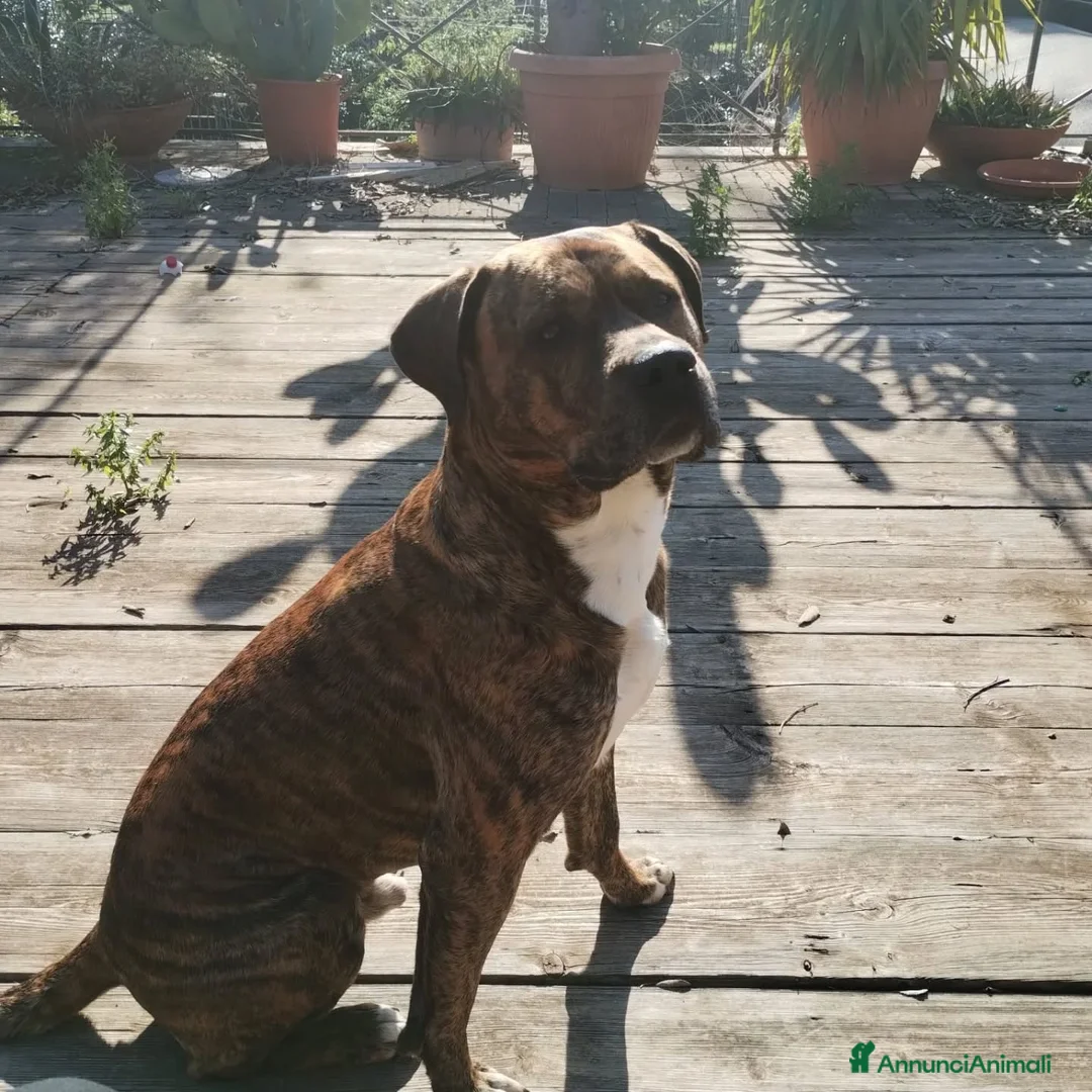 Meticcio cani in regalo: AZLAN mix cane corso 4 anni cerca casa in adozione - Annuncio 5