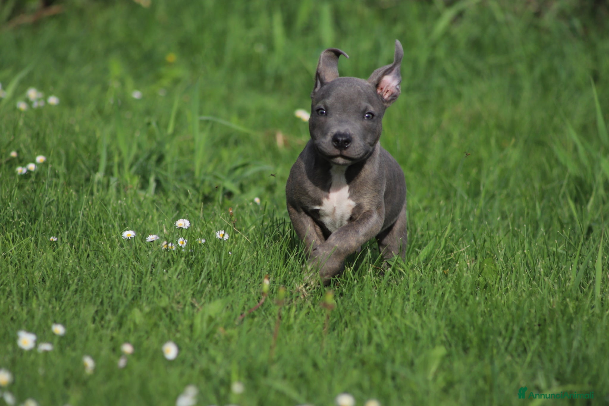 Pitbull cani Cucciolo Pit Bull Blue con pedigree anche a rate - Annuncio 1
