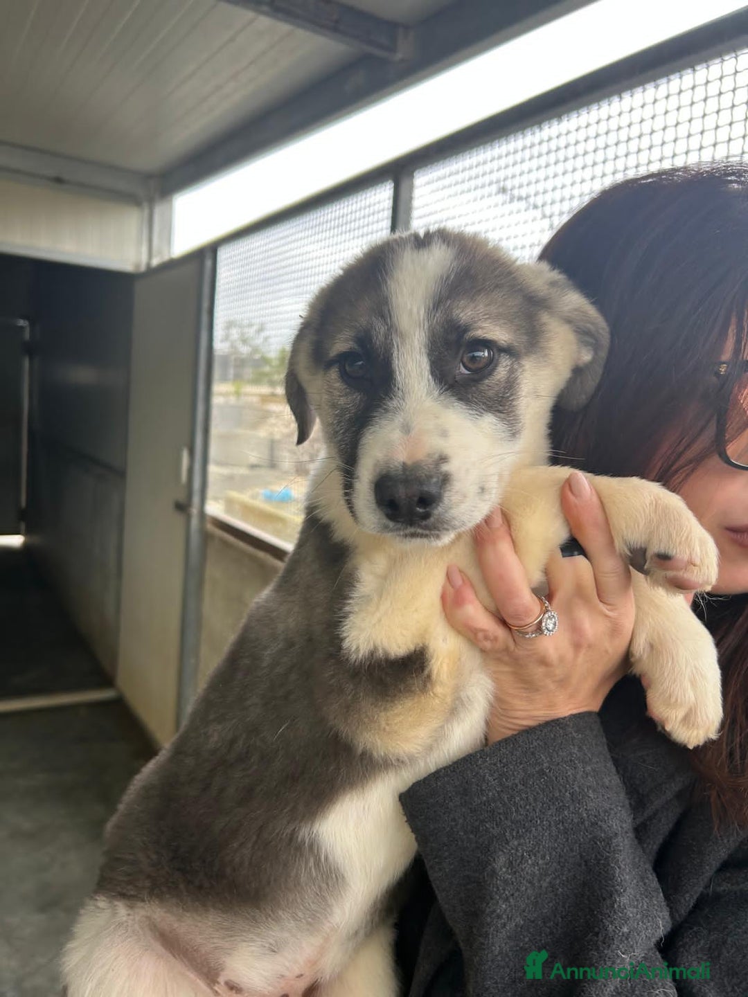 Altre razze cani in regalo: JESSICA TINO LYBRA - Annuncio 3