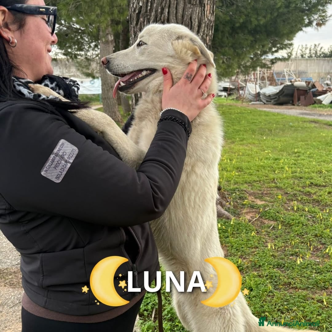 Meticcio cani LUNA 🩷 - cucciola cerca casa: diamole la luna!!🥰 - Annuncio 1