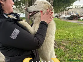Meticcio cani LUNA 🩷 - cucciola cerca casa: diamole la luna!!🥰 - Annuncio 22