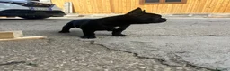 Bulldog Francese cani in vendita: bulldog francese nero cani animali  - Annuncio 5