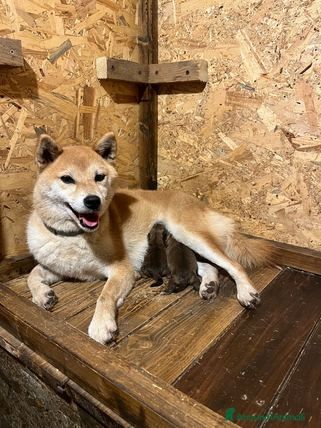 Shiba Inu cani in vendita: Shiba inu cucciolo  - Annuncio 6