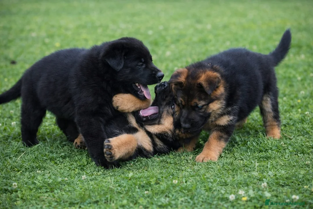 Pastore Tedesco cani in vendita: Cuccioli di pastore tedesco per veri appassionati - Annuncio 2