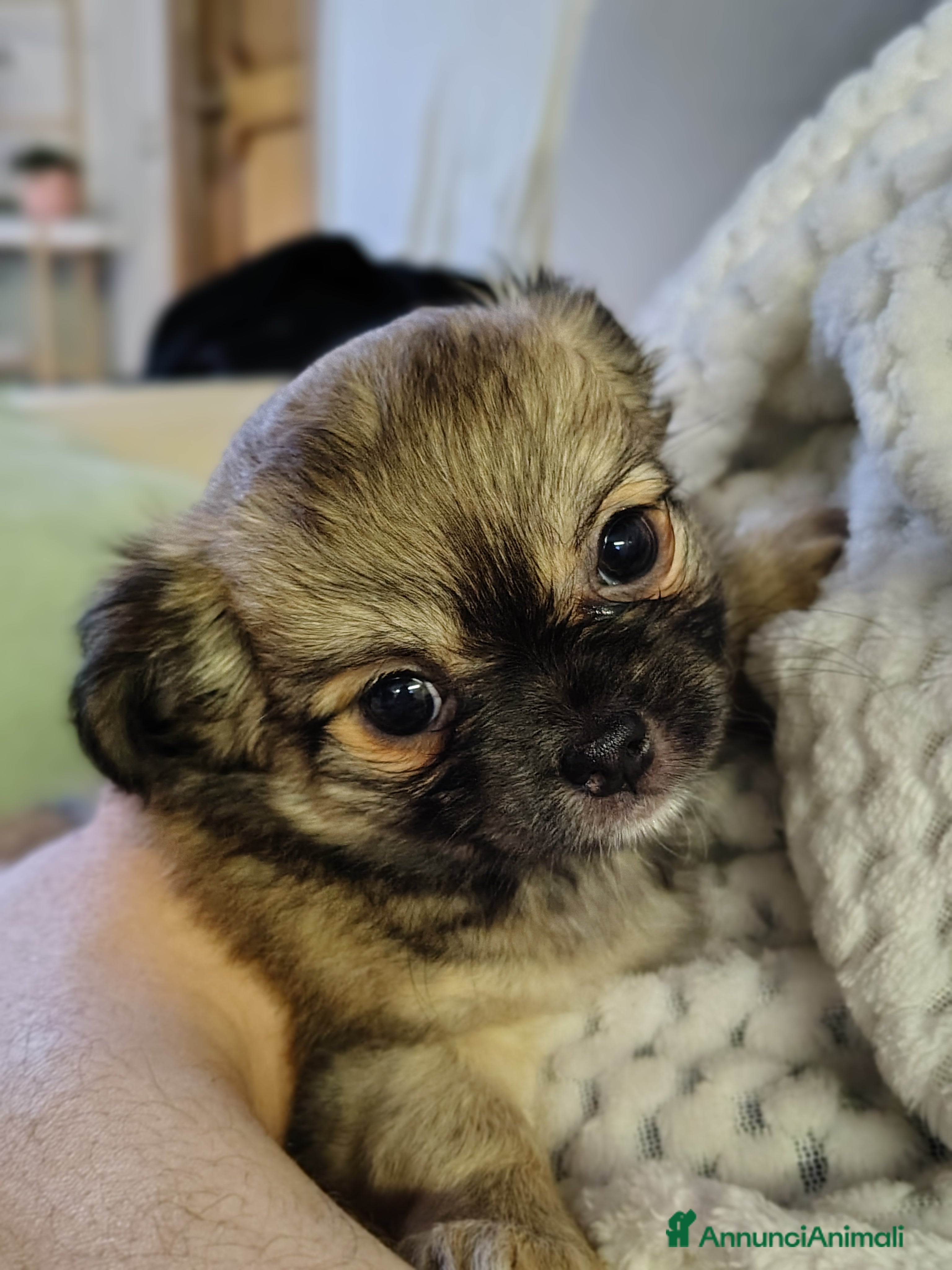Chihuahua cani Cucciola di Chihuahua a pelo lungo  - Annuncio 11