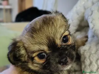 Chihuahua cani Cucciola di Chihuahua a pelo lungo - Annuncio 1