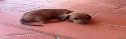 Bassotto cani in vendita: Bassotto pelo raso marrone a Provincia di Latina - Annuncio 2