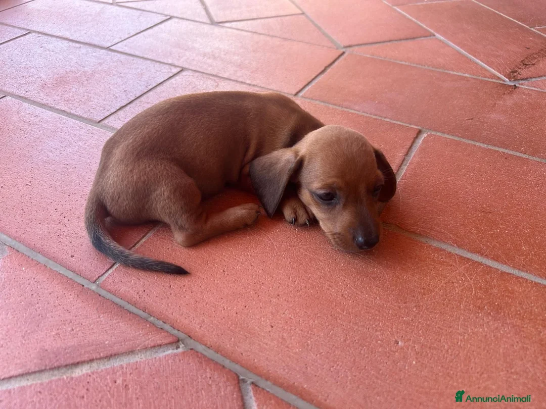 Bassotto cani in vendita: Bassotto pelo raso marrone a Provincia di Latina - Annuncio 2