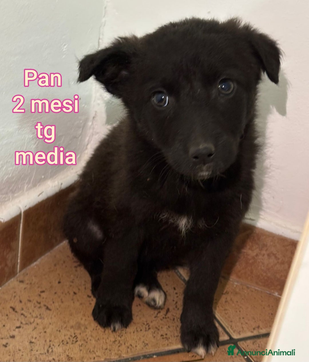 Meticcio cani in regalo: TANTI CUCCIOLI SOLI!  - Annuncio 10