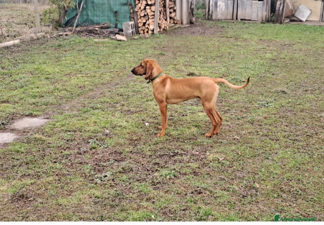 Segugio cani in regalo: Segugio - Annuncio 2